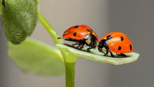 Rode lijsten inheemse zoogdieren, lieveheersbeestjes en waterwantsen