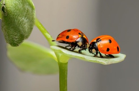 Rode lijsten inheemse zoogdieren, lieveheersbeestjes en waterwantsen