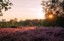 Plan-MER scoping van het Natuurherstelplan (met SARO, SERV en SALV)