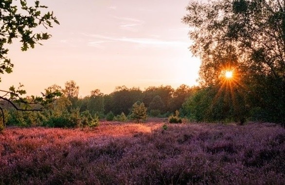 Plan-MER scoping van het Natuurherstelplan (met SARO, SERV en SALV)