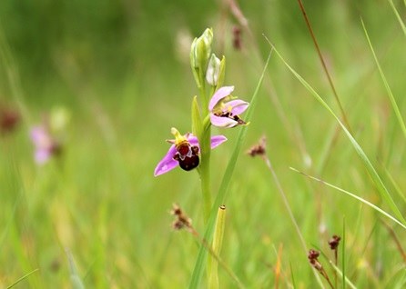 Subsidiëring van de planning, de ontwikkeling en de uitvoering van het geïntegreerd natuurbeheer (met SALV)