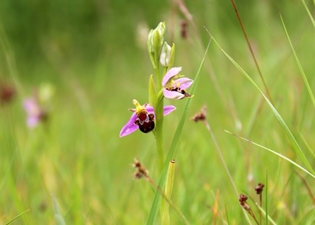 Subsidiëring van de planning, de ontwikkeling en de uitvoering van het geïntegreerd natuurbeheer (met SALV)