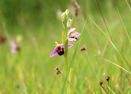 Geïntegreerd natuurbeheer