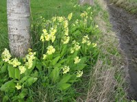 The Challenge of Biodiversity Conservation in an Urbanizing Europe