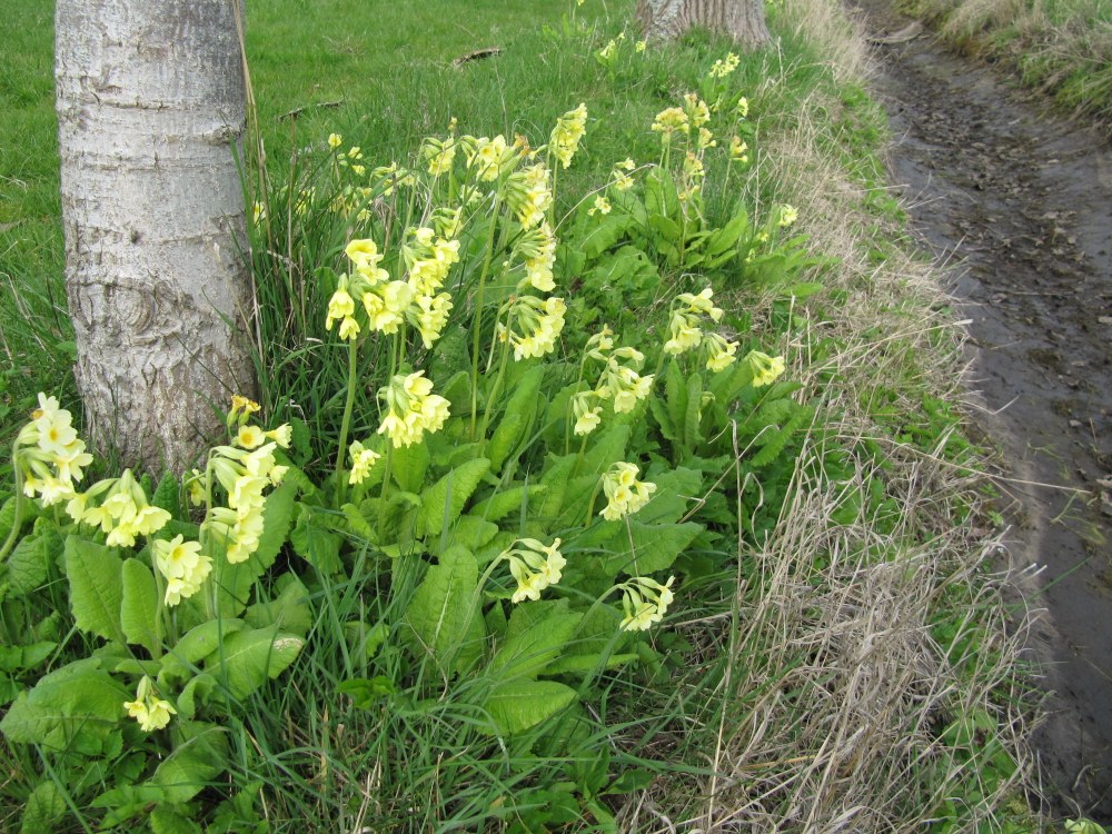 The Challenge of Biodiversity Conservation in an Urbanizing Europe