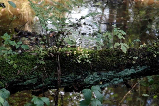 Tiende uitbreiding van het erkend natuurreservaat E-132 “Visbeekvallei” te Beerse, Lille en Vorselaar