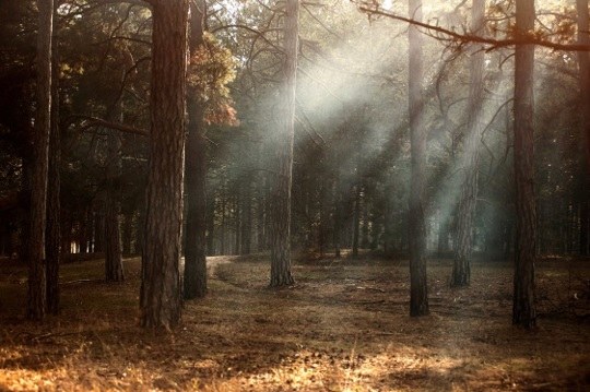 Toegankelijkheid van de bossen en de natuurreservaten