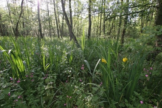 Toegankelijkheidsregeling voor het erkend natuurreservaat E-077 “Moenebroek” te Geraardsbergen