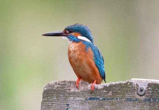 Toegankelijkheidsregeling voor het erkend natuurreservaat E-139 “Damvallei” te Destelbergen en Laarne