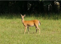 Toegankelijkheidsregeling voor het erkend natuurreservaat E-183 “Middenloop Mombeek - Zammelen” te Borgloon, Kortessem en Tongeren