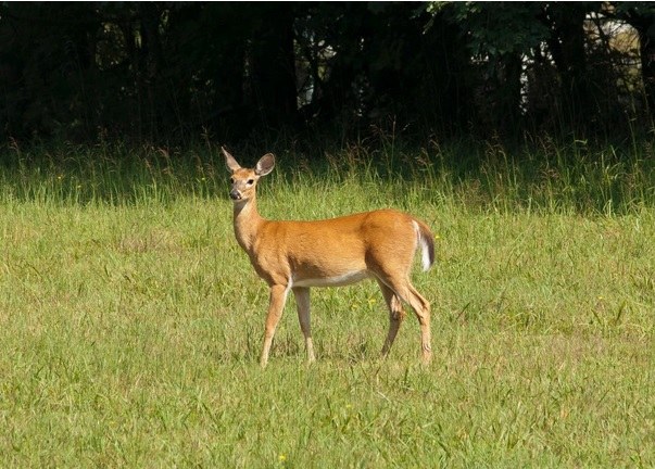 Toegankelijkheidsregeling voor het erkend natuurreservaat E-183 “Middenloop Mombeek - Zammelen” te Borgloon, Kortessem en Tongeren