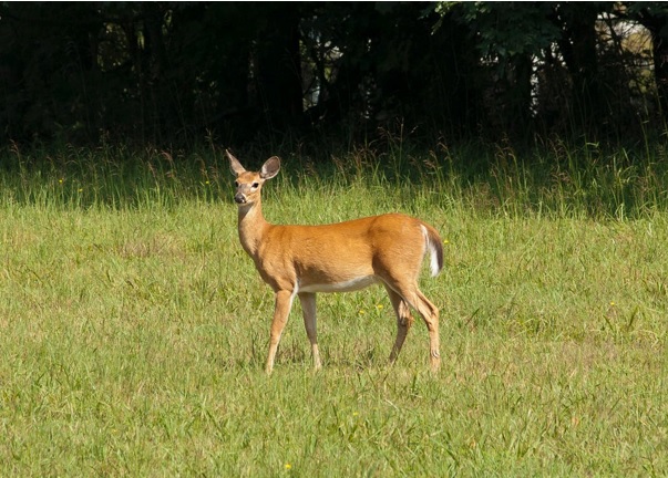 Toegankelijkheidsregeling voor het erkend natuurreservaat E-183 “Middenloop Mombeek - Zammelen” te Borgloon, Kortessem en Tongeren