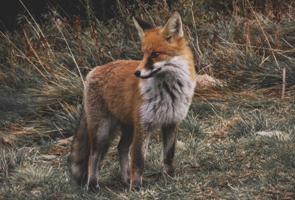 Toegankelijkheidsregeling voor het erkend natuurreservaat E-203 “De Spicht” te Lubbeek