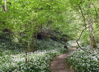 toegankelijkheidsregeling voor het erkend natuurreservaat E-310 “Raspaillebos” te Geraardsbergen en Galmaarden