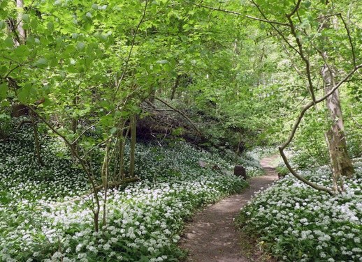 toegankelijkheidsregeling voor het erkend natuurreservaat E-310 “Raspaillebos” te Geraardsbergen en Galmaarden