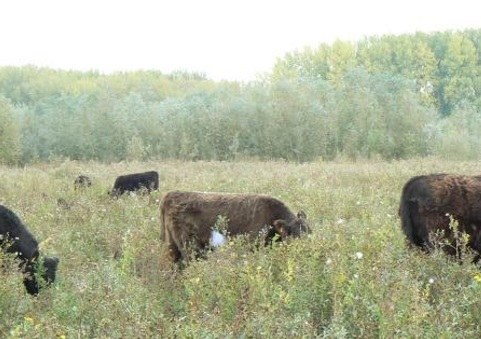 Toegankelijkheidsregeling voor het erkend natuurreservaat E-365 “Grootmeers” te Zingem