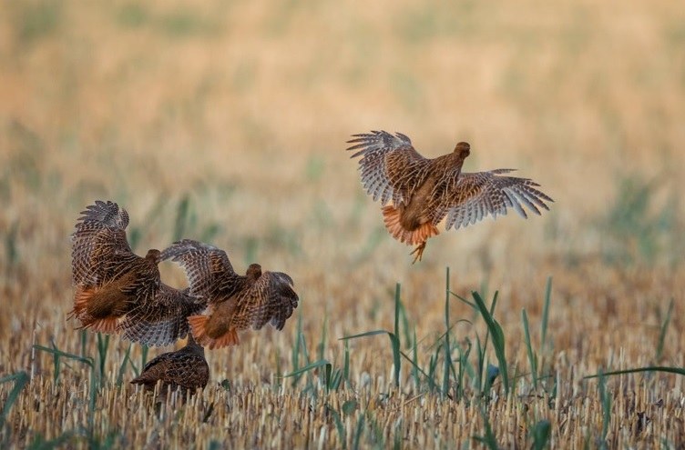 Verzamelbesluit faunabeheer Verzamelbesluit faunabeheer