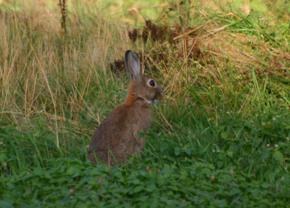 Voorontwerp van decreet betreffende de preventie, bewaking en bestrijding van ziekten bij in het wild levende dieren (samen met SALV)