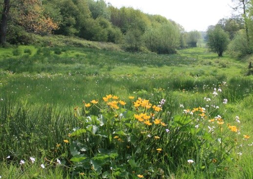 Zesde uitbreiding van het erkend natuurreservaat E-087 “Bronnen van het Heuvelland” te Heuvelland en Poperinge