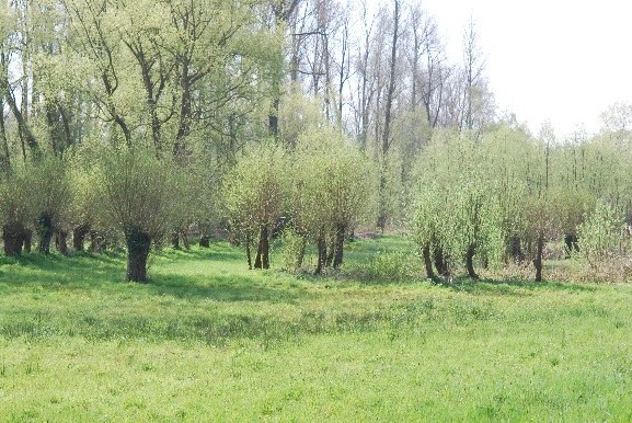 Zevende uitbreiding van het erkend natuurreservaat E-113 “Markvallei” te Geraardsbergen en Galmaarden 