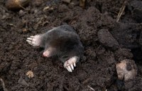 Wijziging Bodemdecreet en ontwerpbesluit intrekking handelingskader PFAS (met SERV)
