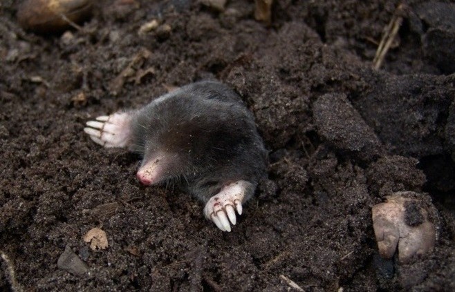 Wijziging Bodemdecreet en ontwerpbesluit intrekking handelingskader PFAS