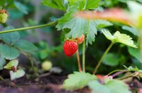 Ontwerp-actieplan Duurzaam Pesticidengebruik 2018-2022 (met SALV)
