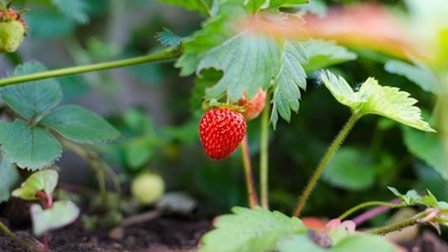 Ontwerp-actieplan Duurzaam Pesticidengebruik 2018-2022 (met SALV)