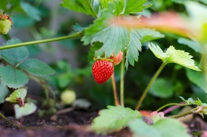 Ontwerp-actieplan Duurzaam Pesticidengebruik 2018-2022 (met SALV)