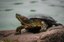 VLAREM: inrichtingen met schildpadden