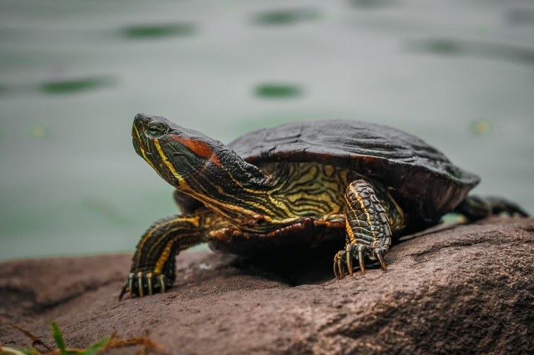 VLAREM: inrichtingen met schildpadden